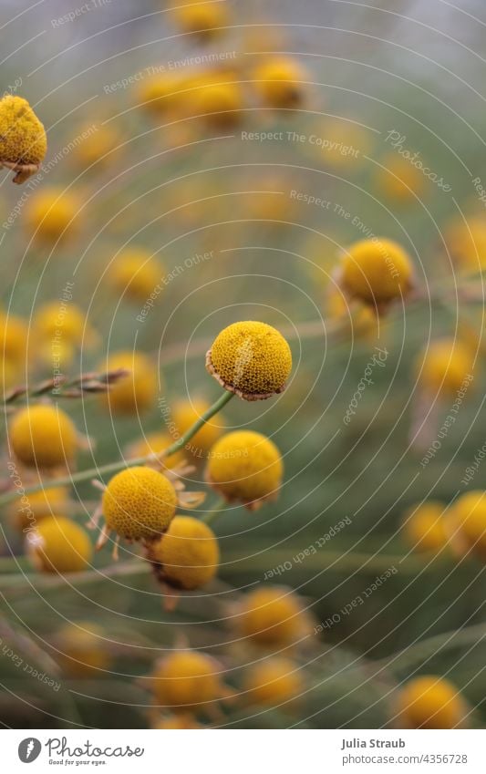 withered yellow chamomile ( dyer's chamomile ) Camomile blossom Chamomile camomile field faded away Transience Nature Beauty in nature handle Plant flowers