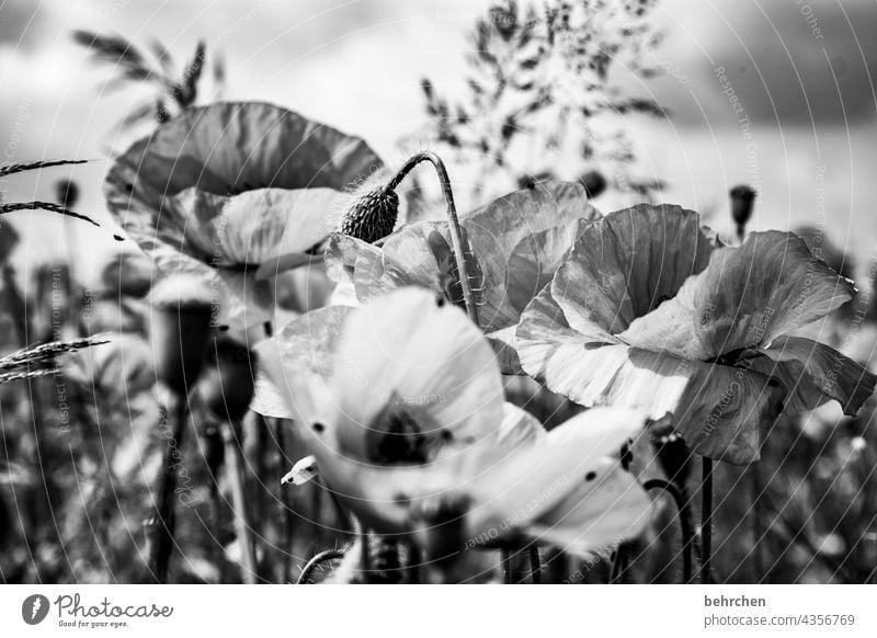 mo(h)nday blues Black & white photo Poppy field Plant Nature Spring Flower Blossom blossom fragrant beautifully Contrast Poppy blossom pollen Exterior shot