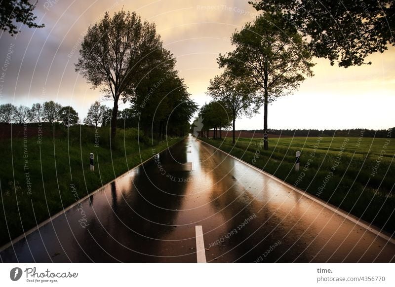 Rain over land Raincloud Far-off places road course Direct Avenue Asphalt Clouds Median strip trees Tree evening light Sky Horizon reflection mirror