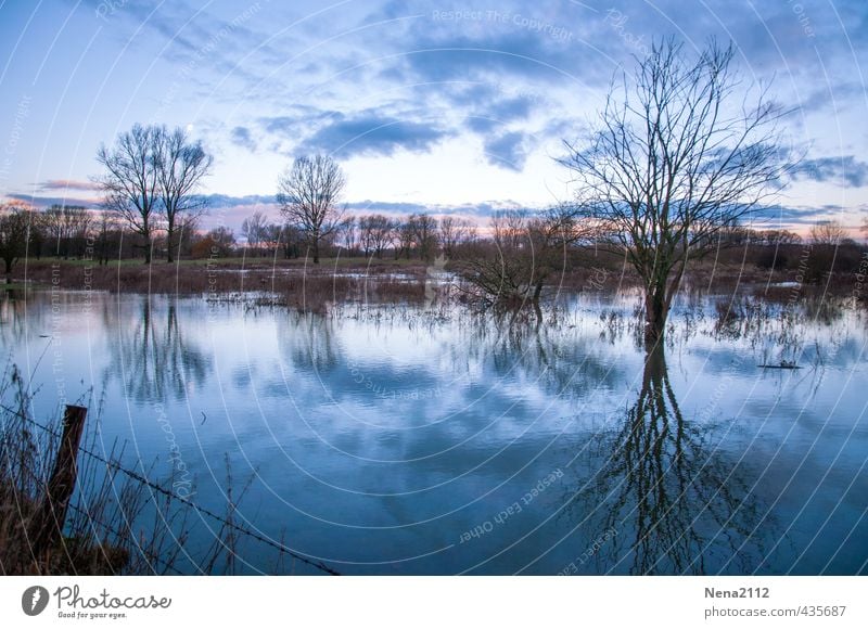 dreariness Environment Nature Landscape Air Water Winter Weather Tree Meadow Field Esthetic Threat Dark Fantastic Creepy Cold Wet Gloomy Blue Moody Deluge