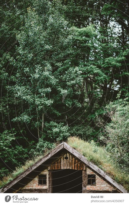 House overgrown with plants in nature Hut Forest Nature Overgrown Quaint Green Environment House (Residential Structure) Idyll Nature reserve