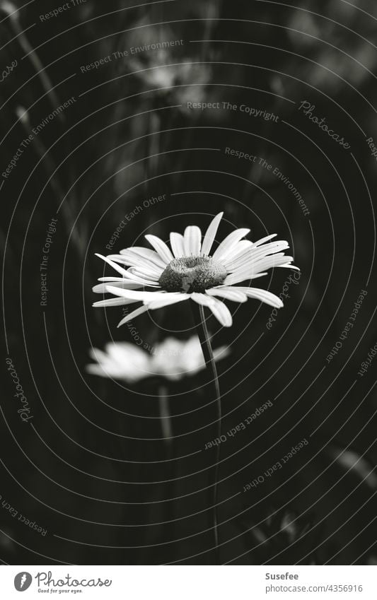 Daisies in black and white Daisy black-and-white Nature Flower Macro (Extreme close-up) Close-up Blossom Dark Spring Meadow Summer Garden Plant