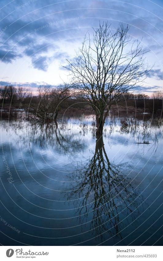 I'm a poor lonesome tree... Environment Nature Landscape Air Water Clouds Winter Climate change Bad weather Tree Meadow Field Forest Wet Blue Sadness Grief Cold