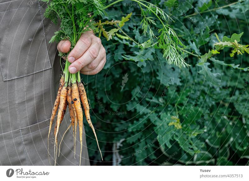 Farmer hands holding a fresh carrot. Autumn harvest concept. Farmer organic products. Healthy food agriculture. Man hands holding a fresh vegetables. Copy space