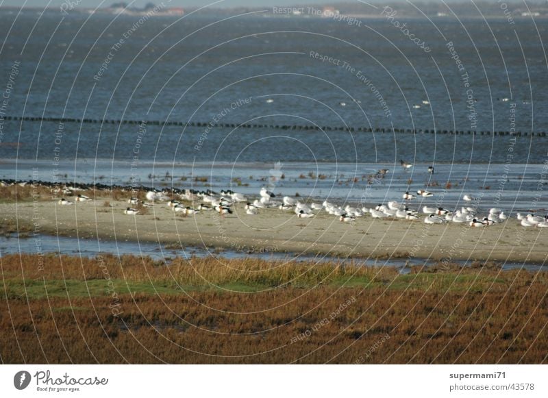 rest Ocean Calm seagulls Sand Water Sun