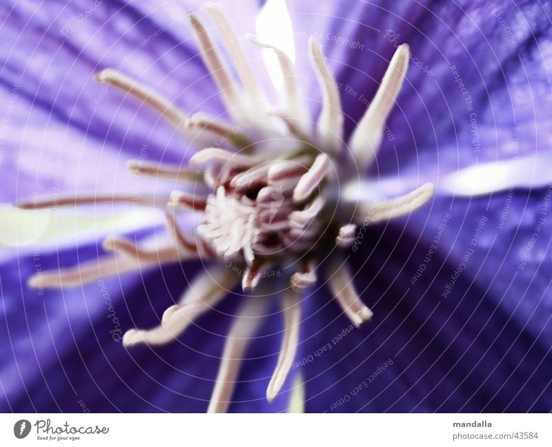 blue Blossom Violet White Clematis Blue Macro (Extreme close-up)