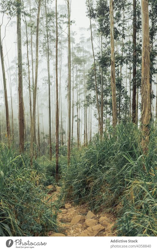 Tall trees growing in forest on foggy day woods tall mist cloudy scenery landscape environment sky woodland nature growth flora weather trunk tranquil gloomy