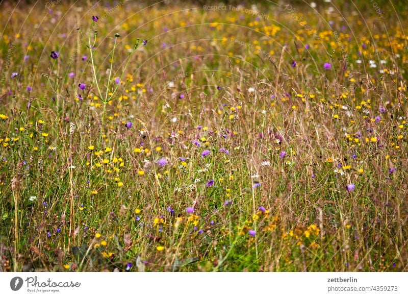 Meadow in late summer Germany Village holidays Hesse idyll Small Town Landscape Agriculture Nordhessen Summer fresh from the summer vacation Forest Willow tree