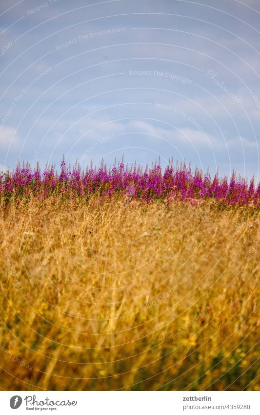 Sky, heath anemone and meadow (f.o.t.u.) Germany Village holidays Hesse idyll Small Town Landscape Agriculture Nordhessen Summer fresh from the summer vacation