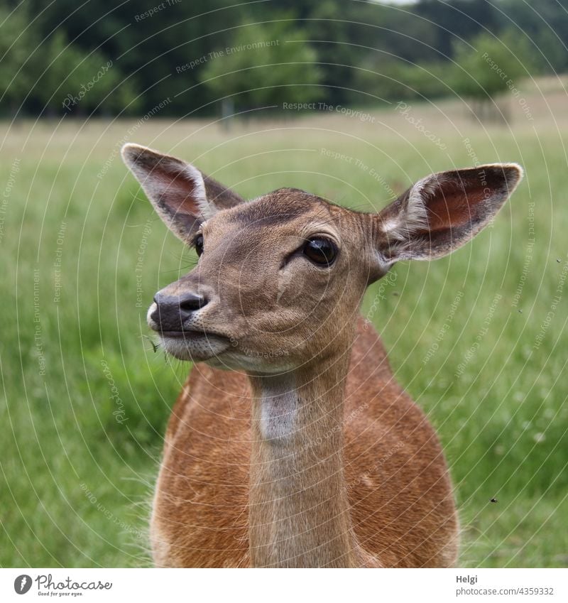 Velvet in a game preserve Fallow deer Game reserve feminine Animal face Close-up Animal portrait Exterior shot Nature 1 Deserted Shallow depth of field