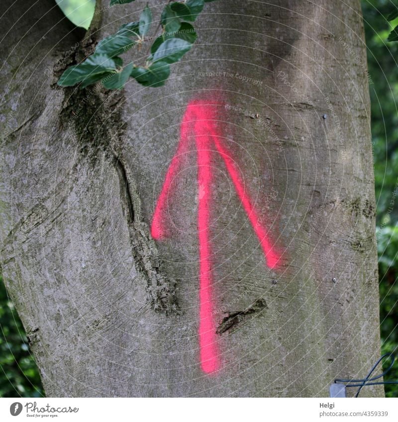 on the trees ... - pink arrow points upwards on a tree trunk Tree Tree trunk Arrow upstairs Upward bark Leaf Fat Brown Gray Green Direction Exterior shot