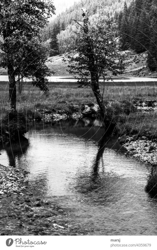 The reflection in the stream blurs the broken crown of the little tree. Brook Reflection in the water running waters Tree somber Water Nature