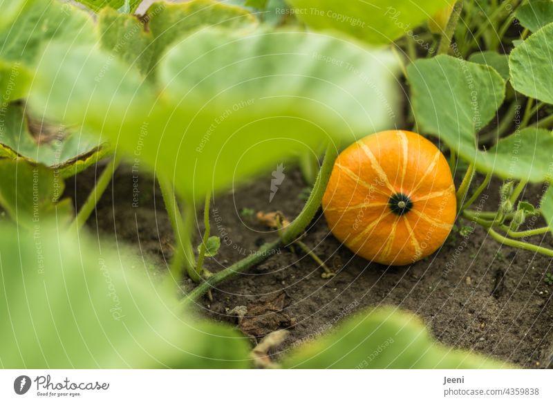 Harvest time - ripe pumpkin in the garden Pumpkin Pumpkin field Thanksgiving reap harvest season Mature Field Summer Nutrition food food products Food