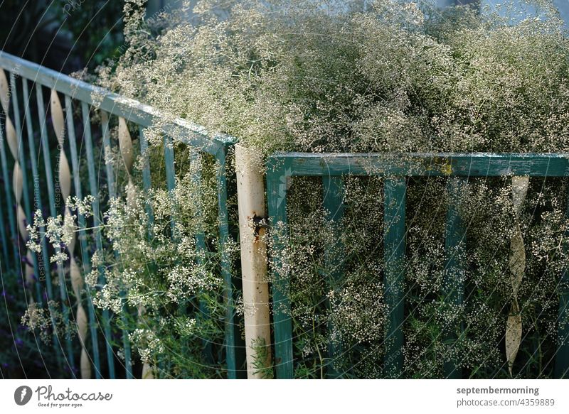 old metal garden fence painted in green and white. Behind it white flowering shrub. Garden fence Metal Subdued colour out Deserted white delicate flowers