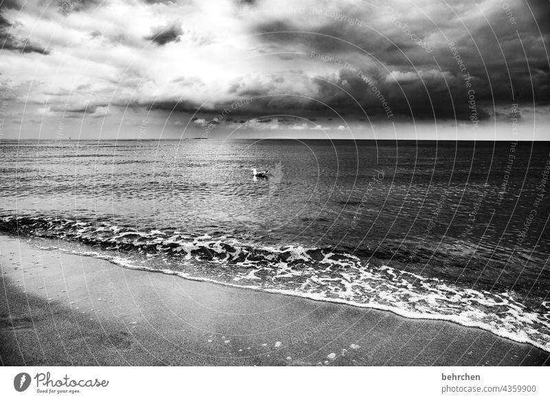 a seagull dances on the sea Baltic coast Germany Relaxation Dark Bright Contrast Light Summer Mecklenburg-Western Pomerania Vacation & Travel Baltic Sea Ocean