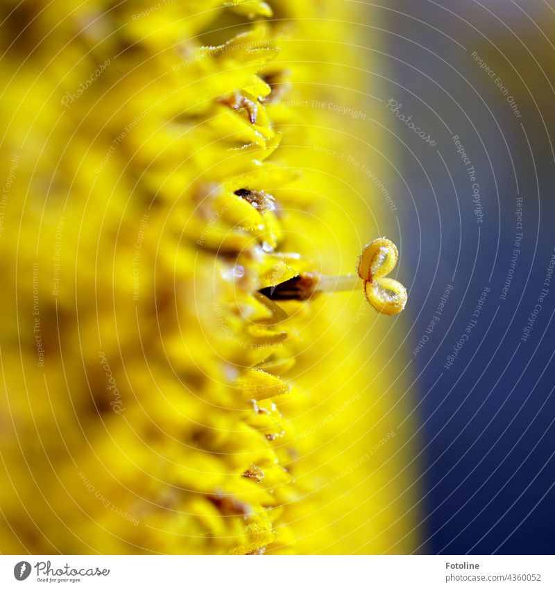 Gardening for Beginners X - A sunflower seen very close with the macro lens. Flower Rock garden Plant Nature Exterior shot Colour photo Deserted Day Blossom