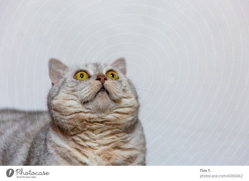 a cat looks up Cat Pelt Pet mackerelled Looking Animal portrait Animal face Whisker Observe Cute Cat's head Domestic cat Watchfulness Snout Colour photo