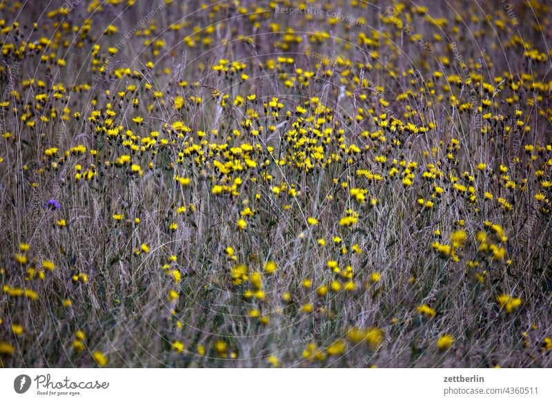 Meadow in late summer again Germany Village holidays Hesse idyll Small Town Landscape Agriculture Nordhessen Summer fresh from the summer vacation Forest