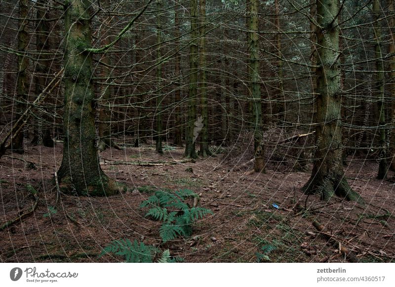 Somewhere in the coniferous forest Germany Village holidays Hesse idyll Small Town Landscape Agriculture Nordhessen Summer fresh from the summer vacation Forest