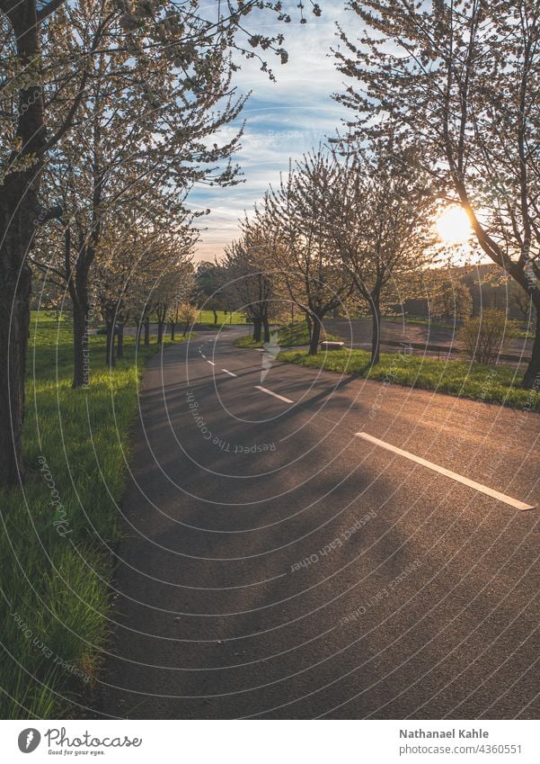 Apple trees in spring Blossom Nature Tree Spring Exterior shot Beautiful weather dawn Sunrise Landscape Blossoming Sunlight Colour photo Spring fever Growth