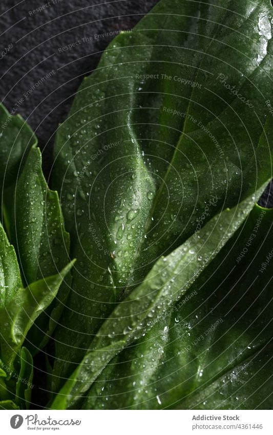 Fresh basil leaves fresh herb green isolated ingredient droplets water plant food leaf raw spice closeup aromatic background healthy organic vegetarian natural