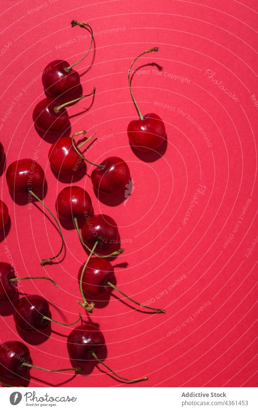 Ripe red cherries on pink background fresh delicious sweet natural vivid fleshy colorful harvest vegetarian juicy dessert tasty fruit ripe food raw nature