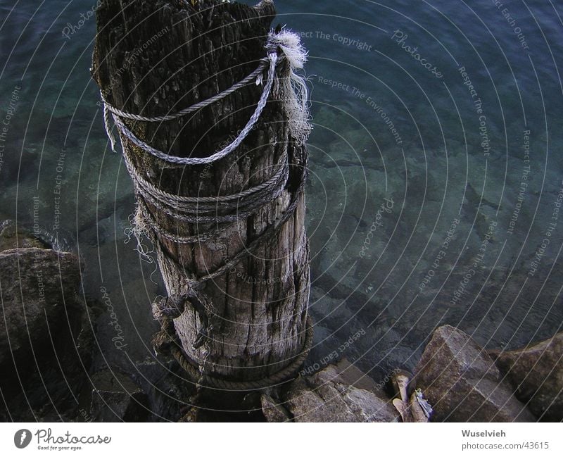 tree stump Lake Green Tree stump Derelict Europe Water Blue