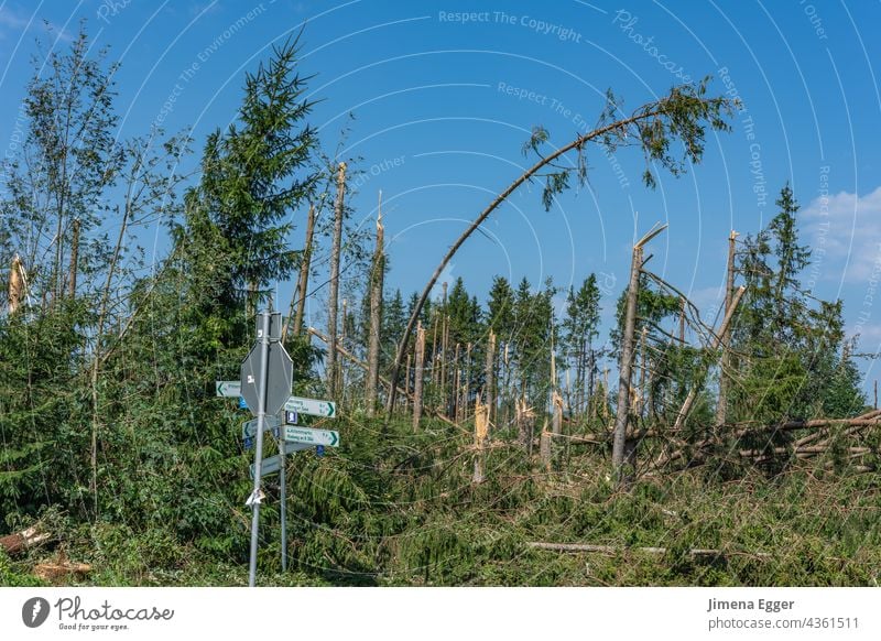 Storm damage after severe weather Gale Climate change Tree Nature