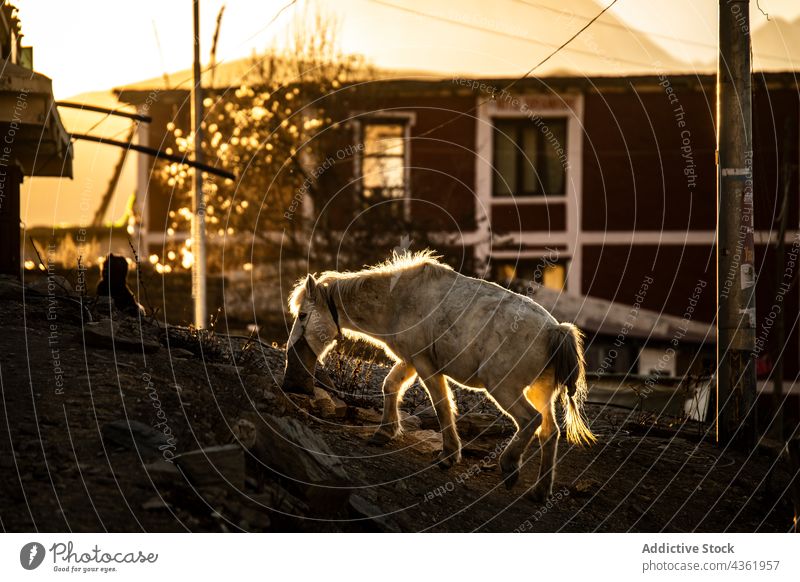 White horse pasturing in paddock on ranch pasture countryside graze feed animal equine meadow white nepal stallion mammal breed nature sunset domestic natural