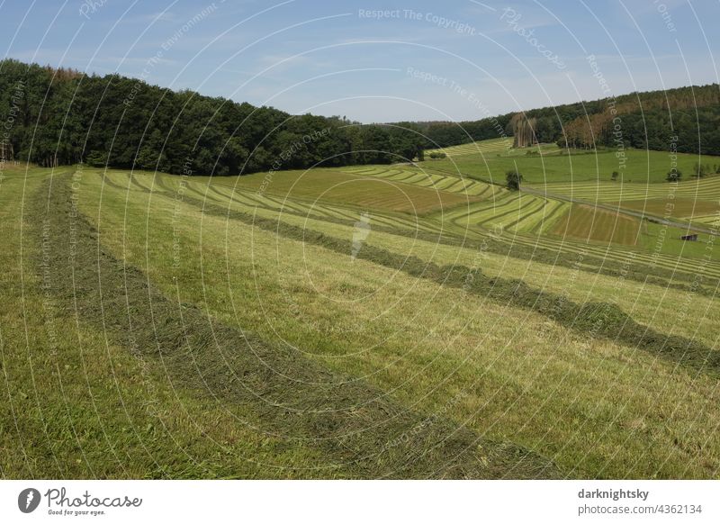 Meadows with freshly mown grass in an agricultural use for the production of hay Siegerland Sauerland grassland meadows mowing Mowed material Hay Harvest