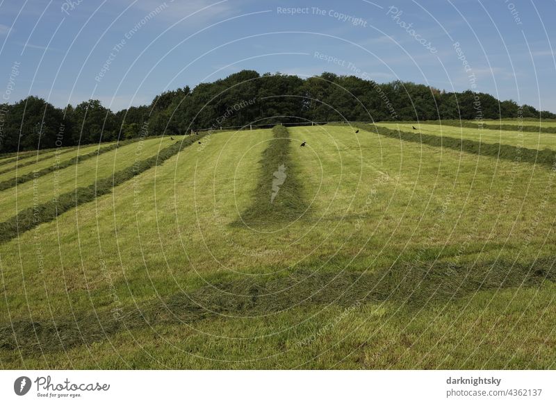 Meadows with freshly mown grass in an agricultural use for the production of hay Siegerland Sauerland grassland meadows mowing Mowed material Hay Harvest