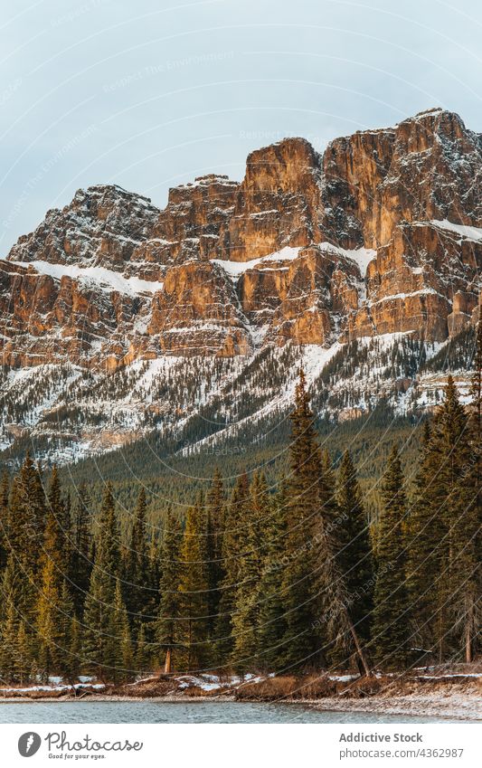 Forest near snowy mountain on coast of river forest shore coniferous tree nature water landscape castle mountain banff national park alberta canada cold winter