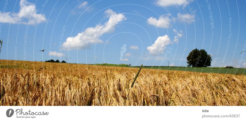 Tree on blue brown Clouds Grass Meadow Green Loneliness Sky Blue Vantage point Landscape