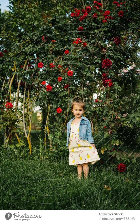 Little girl standing near blooming bush in park flower summer kid little dress cute blossom toddler child female denim nature adorable childhood garden flora