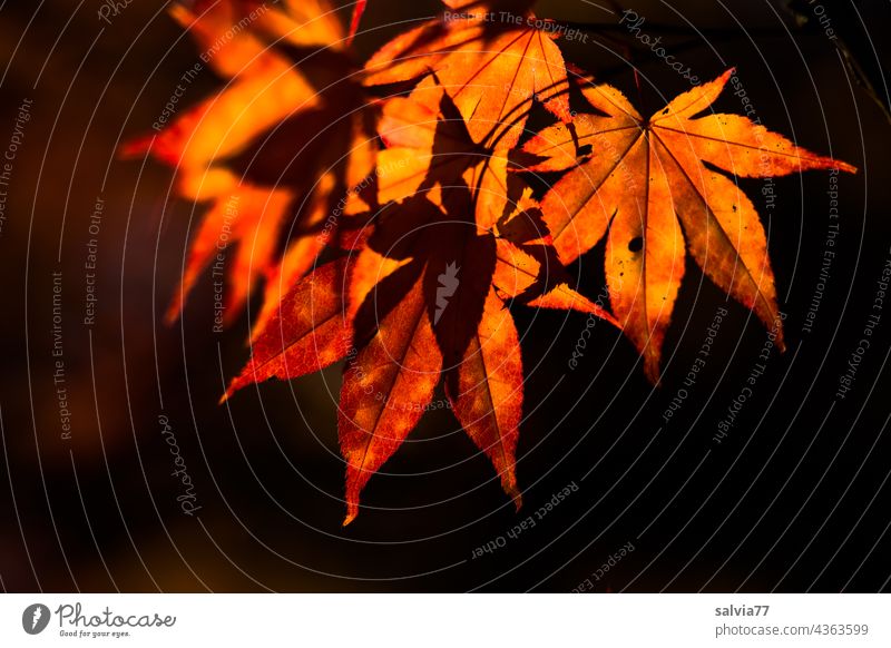 bright maple leaves Autumn Bright Colours Autumnal Colour photo Autumnal colours Nature Plant Leaf Beautiful weather Deserted Orange Isolated Image