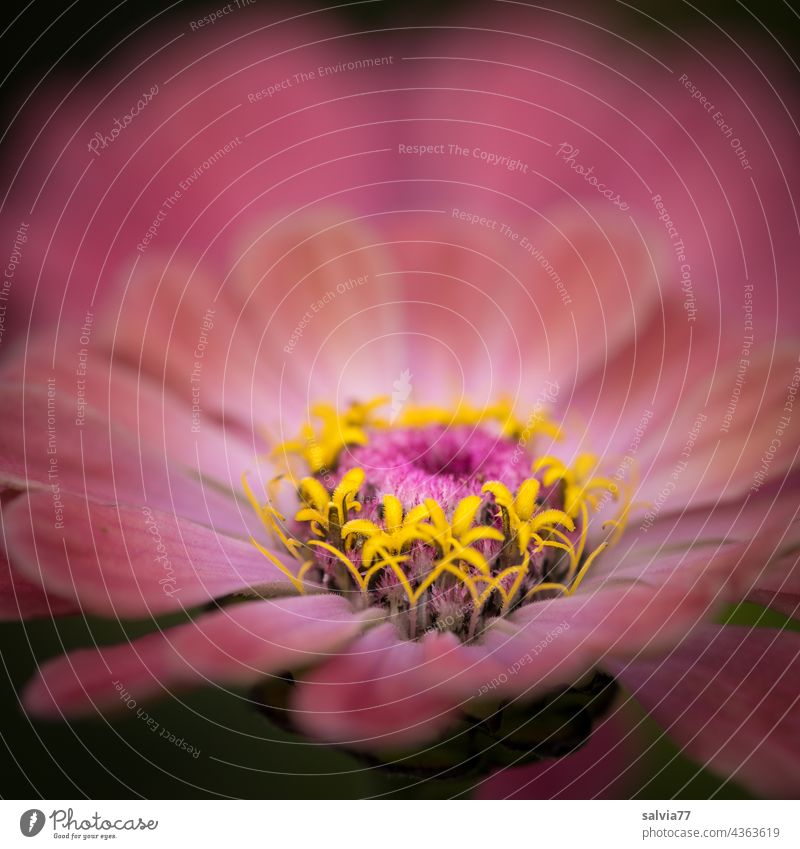 Zinnia flower in pink with yellow stars Flower zinnia Blossom Macro (Extreme close-up) asteraceae inflorescence Plant blossom summer flower Breeding Pink