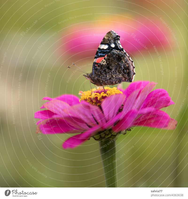 summer scent Flower Butterfly Blossom Insect Nature Macro (Extreme close-up) Animal portrait Grand piano Deserted Summer 1 Shallow depth of field Plant