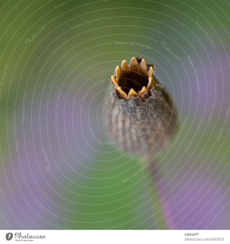 poppy seed cap Poppy capsule Nature Plant Shallow depth of field Transience Deserted Macro (Extreme close-up) Faded naturally Exterior shot Dried flower