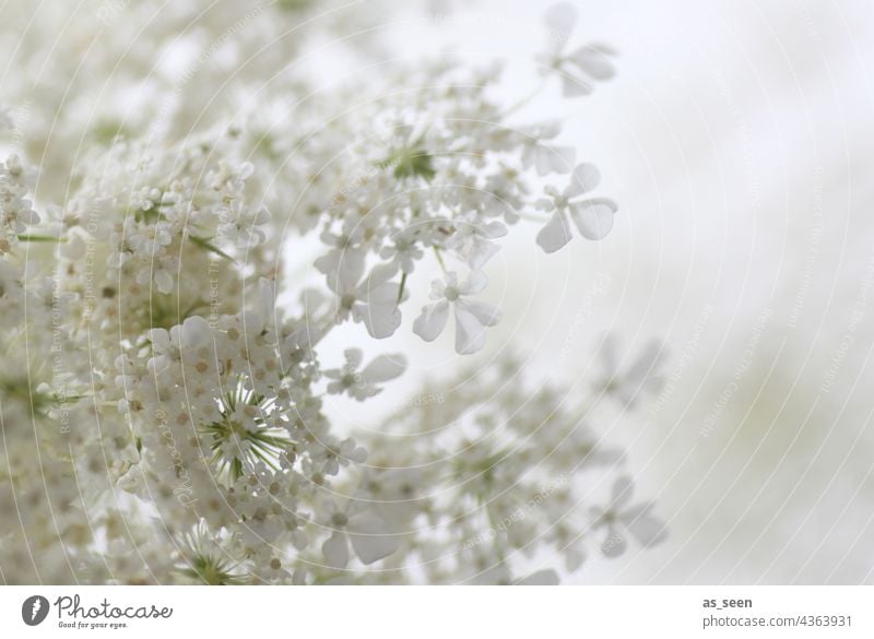 tender blooms Yarrow White High-key Blossom blossoms Summer Blossom Star umbel Apiaceae Plant Flower Nature Deserted Colour photo Blossoming Close-up