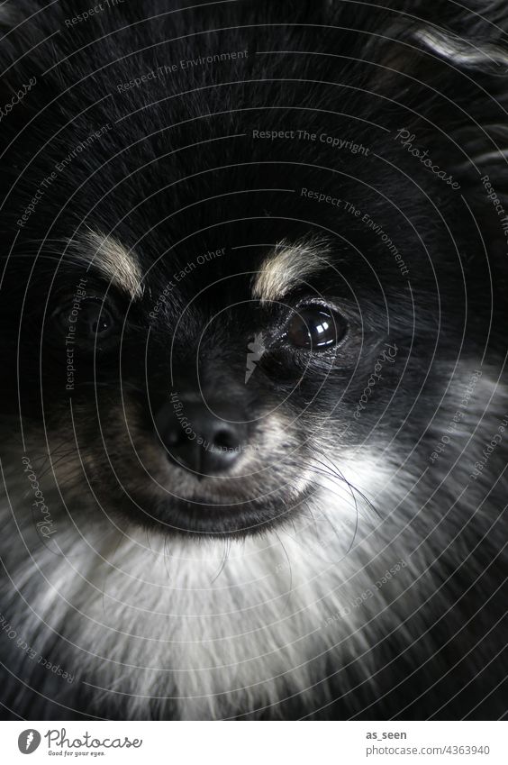 Spitz, look out! Dog portrait Face Animal face Colour photo Subdued colour Pet 1 Animal portrait Day Cute Looking into the camera White Pelt Black Pomeranian