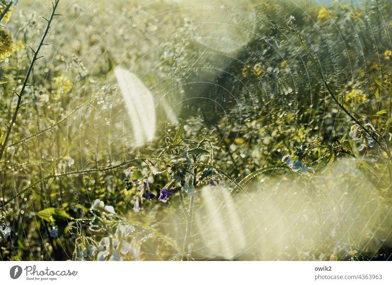 Water drops on the lens Canola field blossoms stalks Oilseed rape cultivation Plant Nature Growth Contrast Landscape Sunlight Change Movement