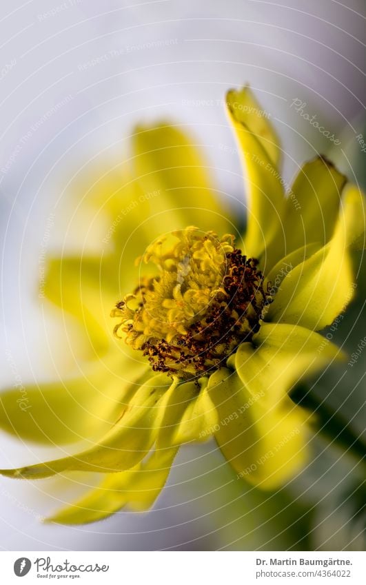 Zinnia, hybrid with yellow tubular flowers, inflorescence zinnia Tongue blossoms Yellow Flower summer flower Plant composite asteraceae Compositae