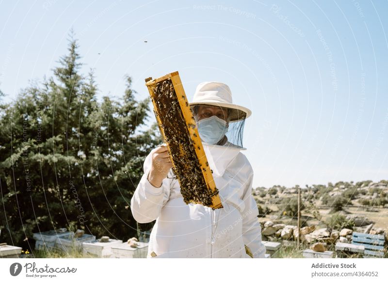 Beekeeper checking honeycomb in summer day man beekeeper apiary examine mask covid 19 agriculture apiculture work protect sunlight male pandemic professional