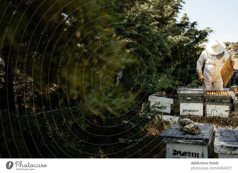 Beekeeper working in apiary with beehives beekeeper agriculture inspect check summer protect professional farm person nature countryside job occupation examine