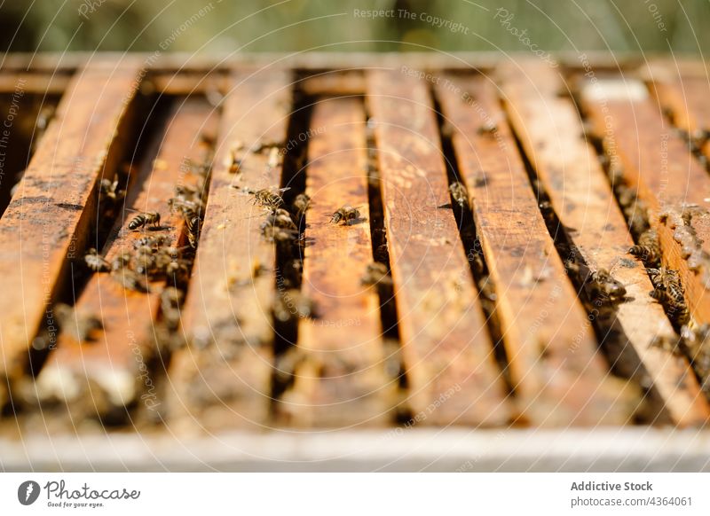 Bees in hive in apiary bee beehive insect many swarm sunny wooden small rural daylight farm summer daytime countryside beekeeping specie creature sunlight