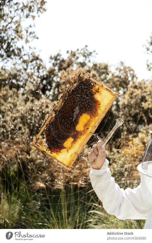 Anonymous beekeeper checking honeycomb in summer day apiary examine agriculture apiculture work protect sunlight professional equipment beehive farm person