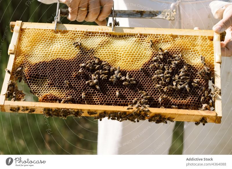 Anonymous beekeeper checking honeycomb in summer day apiary examine agriculture apiculture work protect sunlight professional equipment beehive farm person