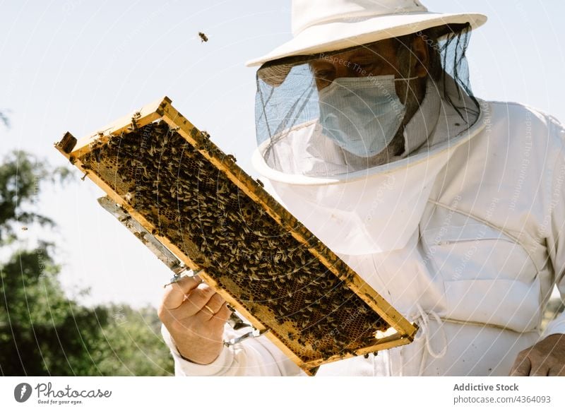 Beekeeper checking honeycomb in summer day man beekeeper apiary examine mask covid 19 agriculture apiculture work protect sunlight male pandemic professional