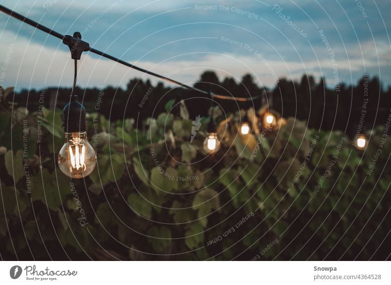 Outdoor string lights hanging in a vineyard in the evening. Romantic summer night concept. Edison lights. background backyard barbecue barbeque bbq beautiful