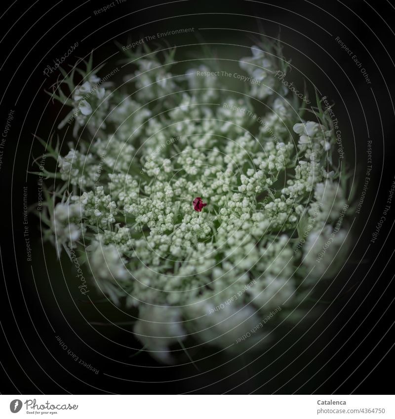 Flower of wild carrot, Daucus carota carota on black background Nature flora Plant Blossom Wild carrot blossom fade fragrant Garden Day daylight Green White Red